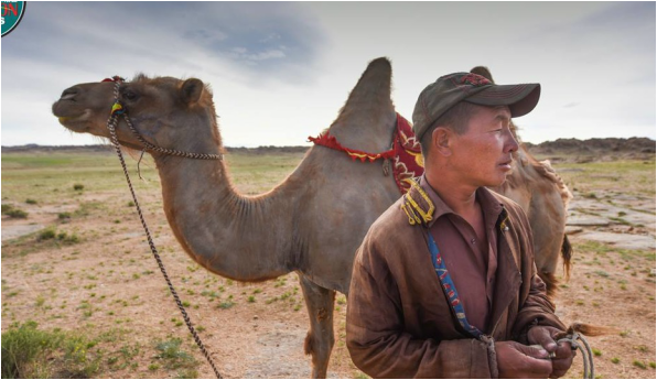 Man and bactrian camel